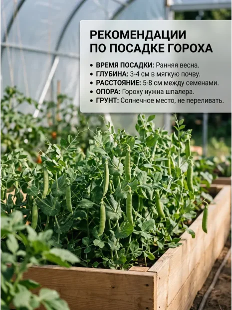 Горох Глориоза семена 