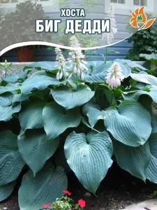 Хоста Биг Дедди Хоста Биг Дедди