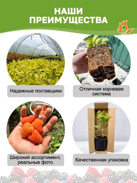 Малина Терентий саженцы 