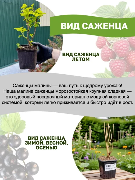 Малина Терентий саженцы 