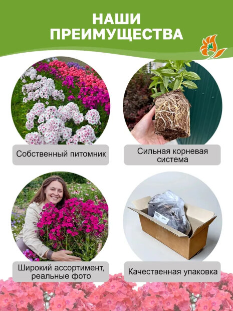Флокс Яркое Лето