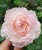 Роза Тсумуги Фули Фули 