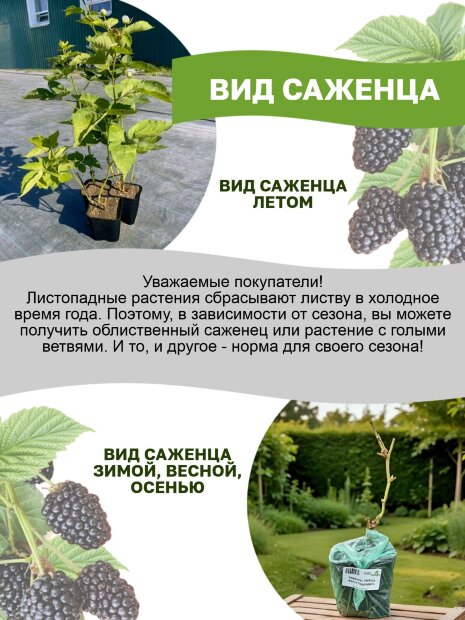 Актинидия Витакола (коломикта) саженцы 