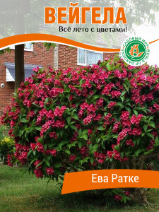 Вейгела Ева Ратки Вейгела Ева Ратки