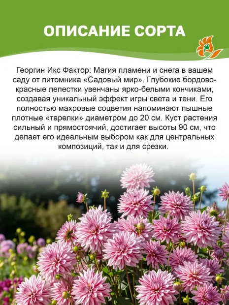 Георгин Икс Фактор (декоративный)