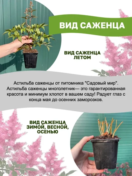 Астильба Юник Цериз (гибридная)