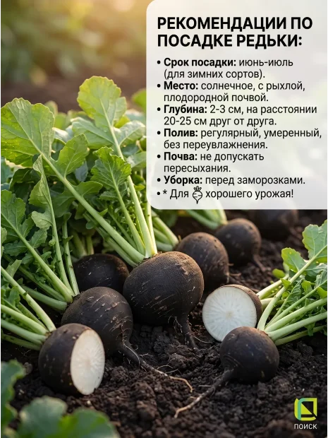 Редька Чернавка семена 