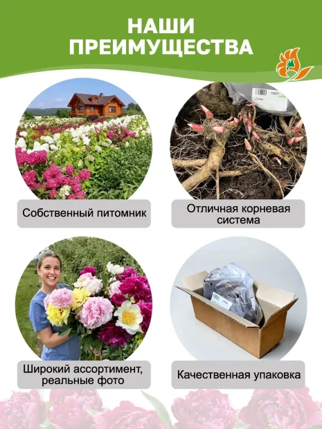 Пион Мун оф Ниппон (травянистый)