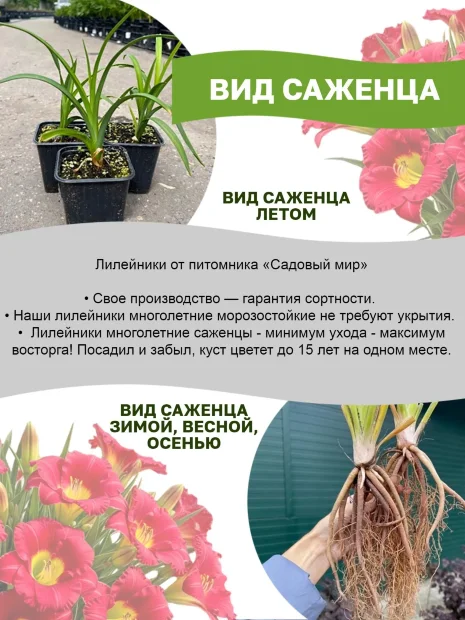 Лилейник Кристал Пино