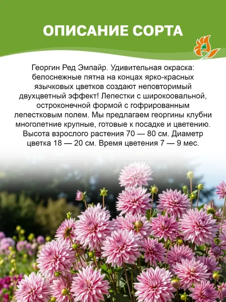 Георгин Ред Эмпайр (декоративный)