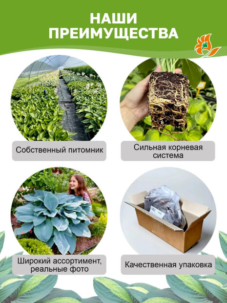 Хоста Колор Фестиваль