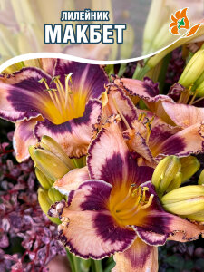 Лилейник Макбет Лилейник Макбет