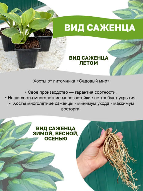 Хоста Лейксайд Пейсли Принт