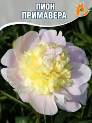 Пион Примавере (травянистый) Пион Примавере (травянистый)