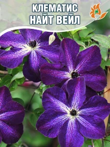 Клематис Найт Вейл (крупноцветковый) Клематис Найт Вейл (крупноцветковый)