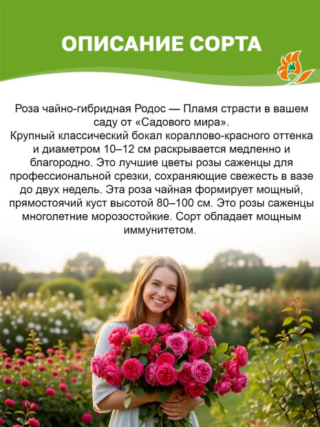Роза Родос