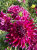 Георгин Ванкувер (декоративный)