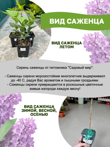 Сирень Маленький Принц (обыкновенная) саженцы 