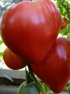 Томат Бычье сердце (красное)