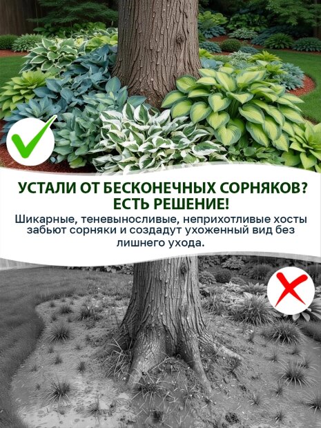 Хоста Вельвет Мун
