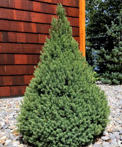 Ель Десембер (канадская) Ель Десембер (канадская)