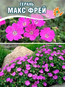 Герань Макс Фрей (кроваво-красная) Герань Макс Фрей (кроваво-красная)