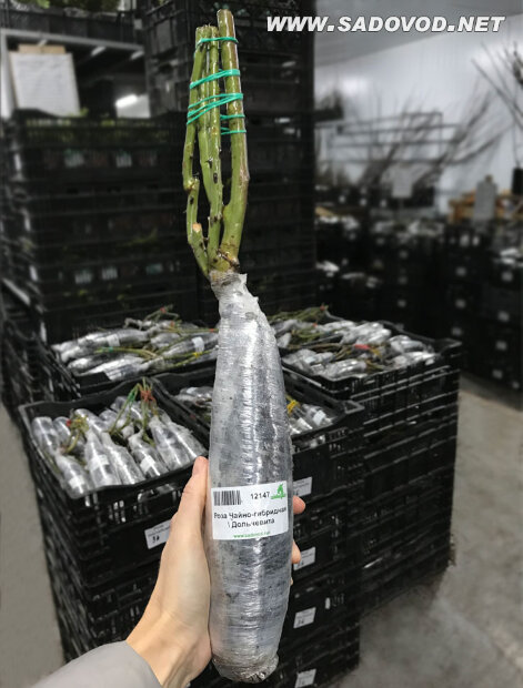 Роза Дольче Вита