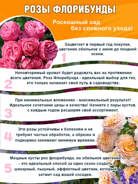 Роза Мидсаммер