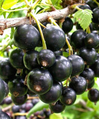 Смородина Селеченская 2