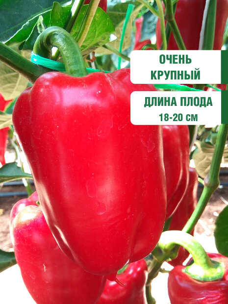 Перец сладкий Атлант семена 