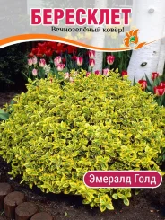 Бересклет Эмералд Голд Бересклет Эмералд Голд