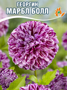 Георгин Марбл Болл (помпонный)