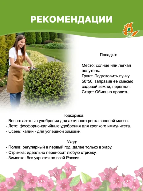 Дерен Гоучалти (белый) саженцы 