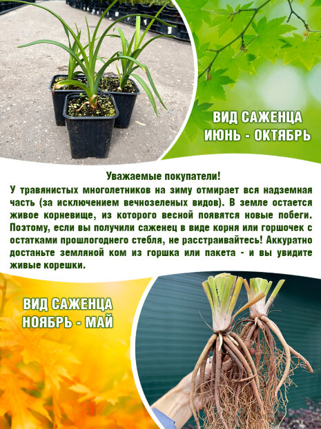 Лилейник Бургунди Лав