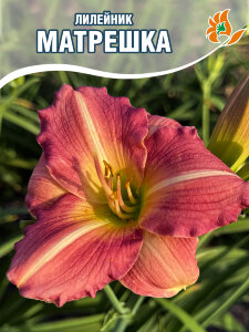 Лилейник Матрешка Лилейник Матрешка