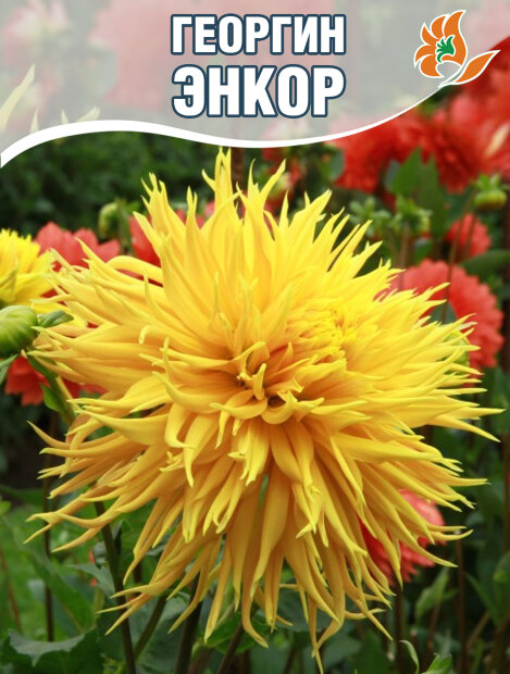 Георгин Энкор (бахромчатый)