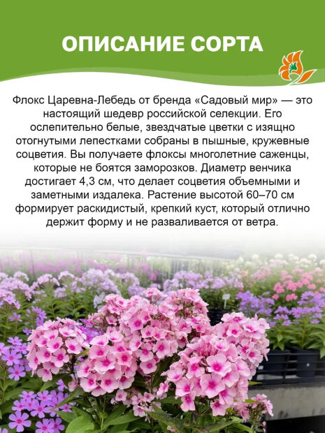Флокс Царевна-Лебедь