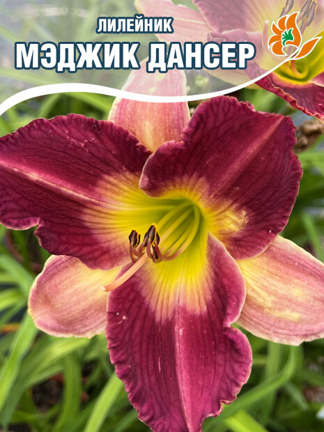 Лилейник Мэджик Дансер