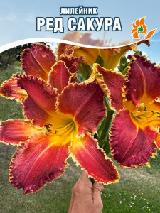 Лилейник Ред Сакура Лилейник Ред Сакура