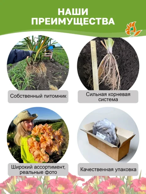 Лилейник Ред Сакура