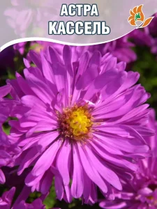 Астра Кассель (кустарниковая) Астра Кассель (кустарниковая)