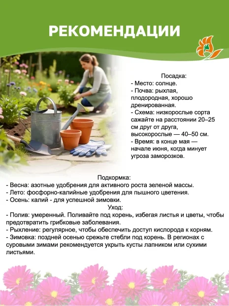 Астра Кассель (кустарниковая) 