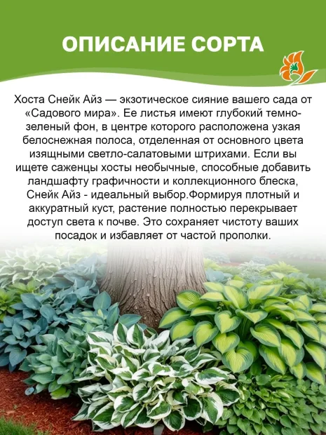 Хоста Снейк Айз (волнистая)