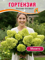 Гортензия Мохито Гортензия Мохито