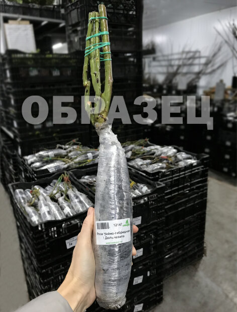 Роза Французское платье