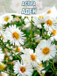 Астра Аден Астра Аден