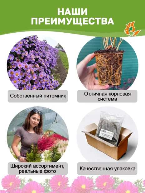 Астра Аден (новобельгийская) 