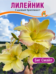 Лилейник Биг Смайл Лилейник Биг Смайл