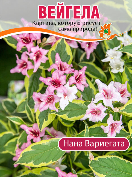 Вейгела Нана Вариегата саженцы 