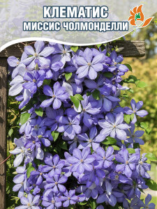 Клематис Миссис Чолмонделли (крупноцветковый) Клематис Миссис Чолмонделли (крупноцветковый)